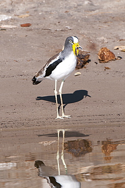 White-crowned lapwing (Vanellus albiceps), Chobe National Park, Botswana, Africa 