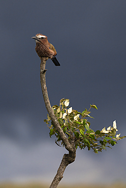 Purple roller (Coracias naevius), Masai Mara, Kenya, East Africa, Africa