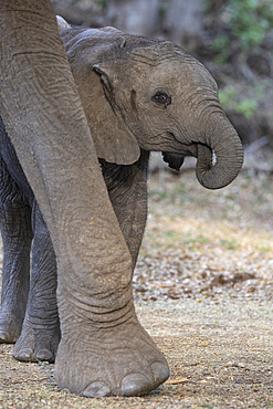 Elephant (Loxodonta africana) calf, Mashatu Game Reserve, Botswana, Africa