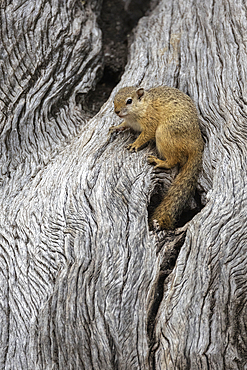 Tree squirrel (Paraxerus cepapi), Mashatu Game Reserve, Botswana, Africa