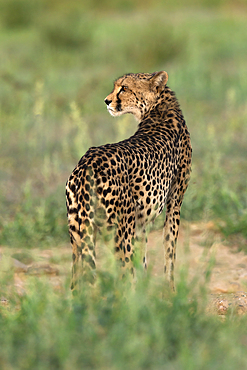 Cheetah (Acinonyx jubatus), Kgalagadi Transfrontier Park, Northern Cape, South Africa, Africa