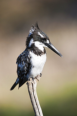 Pied kingfisher (Ceryle rudis), Intaka Island, Cape Town, South Africa, Africa