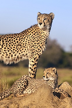 Cheetah (Acinonyx jubatus) with cub, Phinda private game reserve, Kwazulu Natal, South Africa, Africa