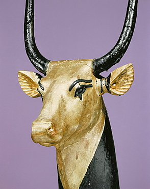 Gilded and stuccoed wooden head of the sacred cow, from the tomb of the pharaoh Tutankhamun, discovered in the Valley of the Kings, Thebes, Egypt, North Africa, Africa