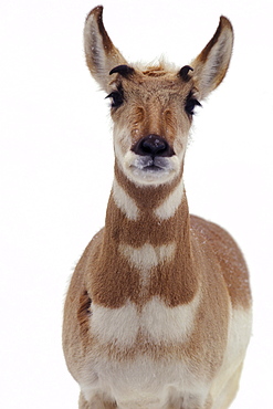 African antelope, captive