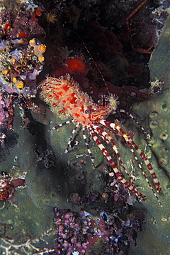 Marine life, underwater