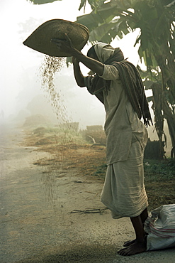 Woman sifting grain, Vaishali, Bihar state, India, Asia