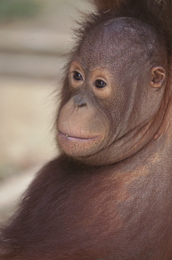 Orang-utan baby, Borneo, Southeast Asia, Asia