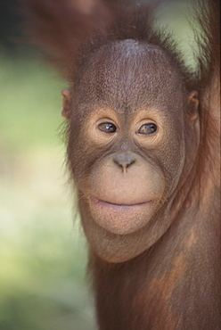 Orang-utan baby, Borneo, Southeast Asia, Asia