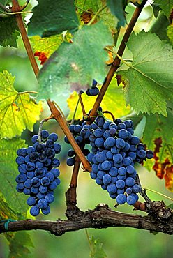 Vineyard in a valley towards Solomeo, Solomeo, Umbria, Italy