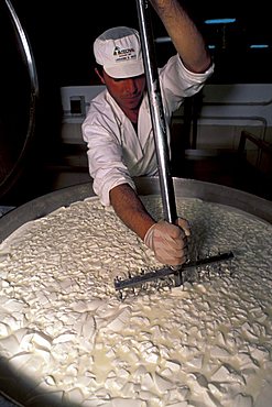 "Lischeto" Farm, Pecorino cheese production, Volterra, Val di Cecina, Toscana, Italy