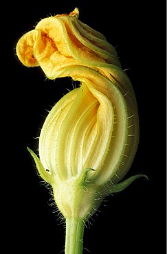 Cucurbita Pepo, Courgette, Italy