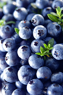 Bilberries, Italy