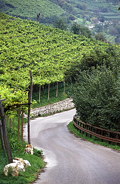 Vallagarina vineyard, Rovereto, Trentino, Italy