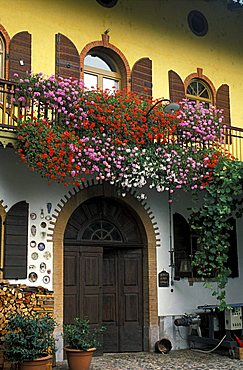 Tarczal winery, Marano d'Isera, Trentino, Italy