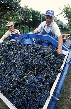 Harvesting in Cantina d'Isera, Marano d'Isera, Trentino, Italy