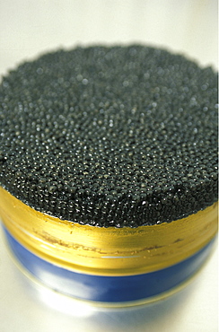 Caviar, Sturgeons breeding, Calvisano, Lombardy, Italy