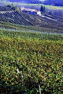 Barolo vineyard, La Morra, Piedmont, Italy.