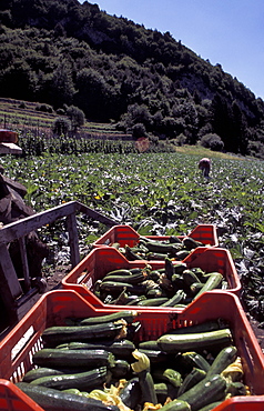 Marrow field, Val di Gresta, Trentino Alto Adige, Italy