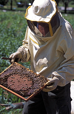 Girardelli beekeeping, Mori, Trentino Alto Adige, Italy