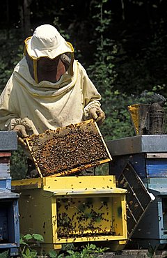 Girardelli beekeeping, Mori, Trentino Alto Adige, Italy