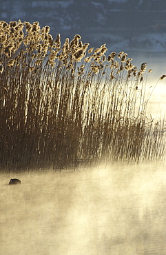 Cane-brake, Caldonazzo lake, Valsugana, Trentino Alto Adige, Italy 