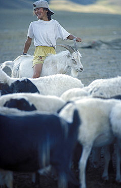 Girl riding a Cashmere goat, Mongolia, Asia