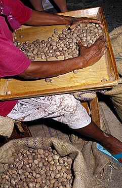 Cacao factory, Grenada island, Caribbean, Central America