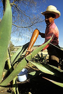 Extraction of Pulque juice, Mexico, Central America, America