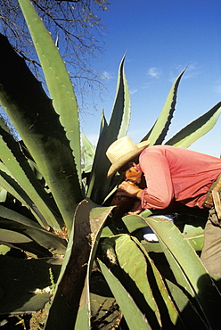 Extraction of Pulque juice, Mexico, Central America, America