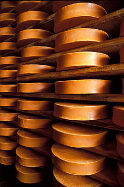 Fontina cheese, Gressoney, Valle d'Aosta, Italy