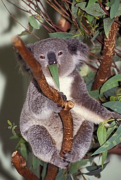 Koala, New South Wales, Australia