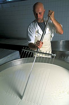 Preparation of Gorgonzola cheese, Paltrinieri Dairy, Prato Sesia, Piedmont, Italy