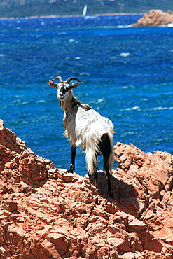 Wild goat, Tavolara island, Loiri Porto San Paolo, Sardinia, Italy, Mediterranean, Europe