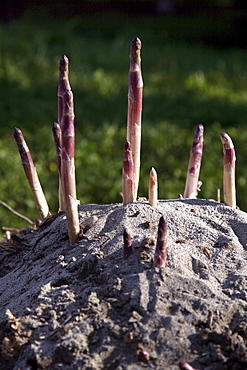 Asparagus, Zambana, Trentino, Italy