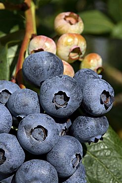 Blueberry, Trentino, Italy