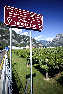 Strada del vino e dei sapori, Mezzolombardo, Trentino-Alto Adige, Italy