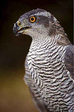 Northern goshawk, Italy