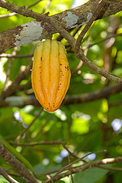 Cocoa fruit pod on tree, Dominican Republic, West Indies, Central America