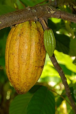 Cocoa fruit pod on tree, Dominican Republic, West Indies, Central America