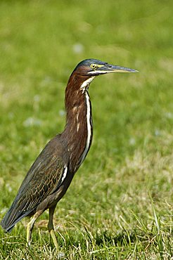 Green Heron, Dominican Republic, West Indies, Central America