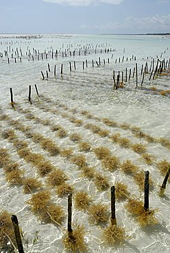 Algae cultivation on the lagoon, Zanzibar, United Republic of Tanzania, Africa