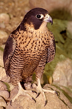 Peregrine falcon, Italy