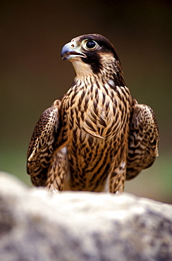 Peregrine falcon, Italy