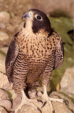 Peregrine falcon, Italy