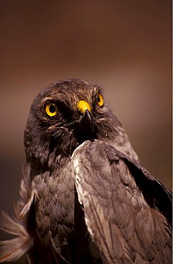 Montagu's harrier, Italy