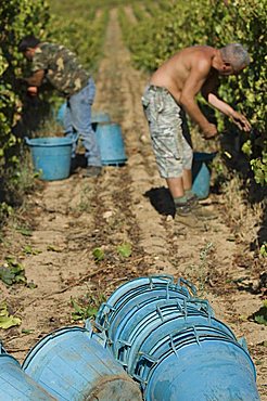 vendemmia harvest Cannonau Cardedu Ogliastra Sardinia Italy Mediterranean