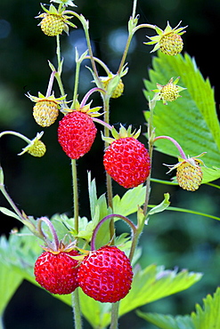 Fragaria vesca, stawberry