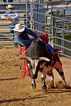 Rodeo, Buckeye, Maricopa County, Arizona, United States of America, North America 