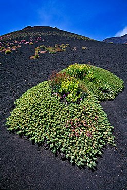 Local vegetation and lava on Etna volcano, Sicily, Italy